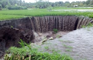 Banjir Suralaga,6 hektar sawah rusak,total rugi Rp 1 Milyar