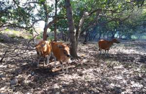 Massa Bakar Rumah Warga Yang Diduga Curi Sapi. Selanjutnya Ini Yang Terjadi