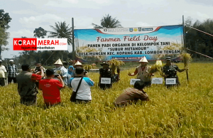 Panen Raya Padi Organik Di Lombok Tengah. Bupati: Muncan Jadi Percontohan Panen raya Padi organik muncan