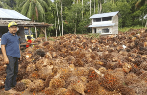 Ikuti Rupiah, Harga Sawit Anjlok Dalam Keadaan Anjlok harga sawit anjlok