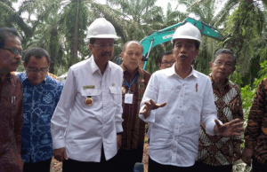 Suruh Petani Sawit Tanam Jengkol Dan Petai, Jokowi Disemprit Pengamat Ekonomi