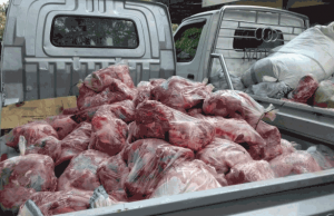 Awas Daging Celeng. Badan Karantina Pantau Penyebarannya