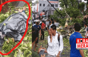 Pohon Tumbang Warnai Hujan di Lombok. Ini Beberapa Korbannya