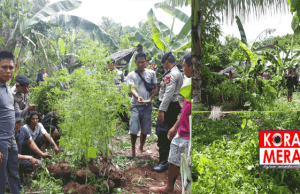 Gawat Narkoba, Polisi Gerebak Penanaman Ganja di Lombok Utara