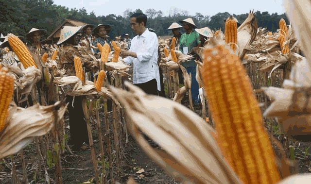 impor-jagung