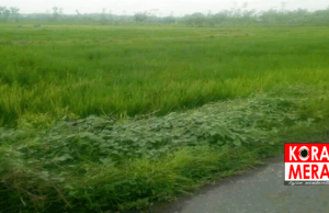 Kades Mangkung Diduga Gadai Tanah Aset Desa Seluas 2 Hektar
