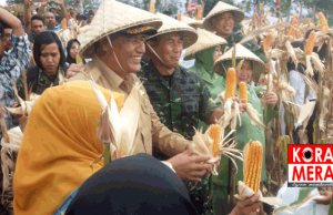 Bupati Dompu Larang Bakar Batang Jagung
