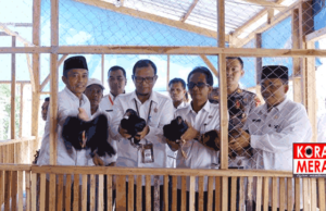 Wabup Loteng Lounching Budidaya Ayam Kampung KUB Inti-Plasma