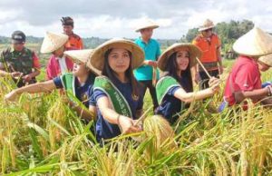 Ombudsman Desak Tunda Impor Beras. Petani Sedang Panen