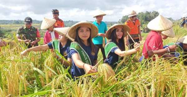 panen padi