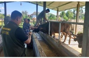 Dewan Loteng Turun Tinjau Penanganan Ternak Terkena PMK