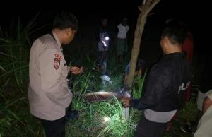 Sapi Curian Ditemukan di Persawahan Pringgarata